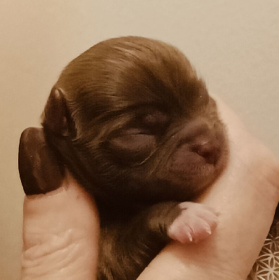 CHIOT 2
